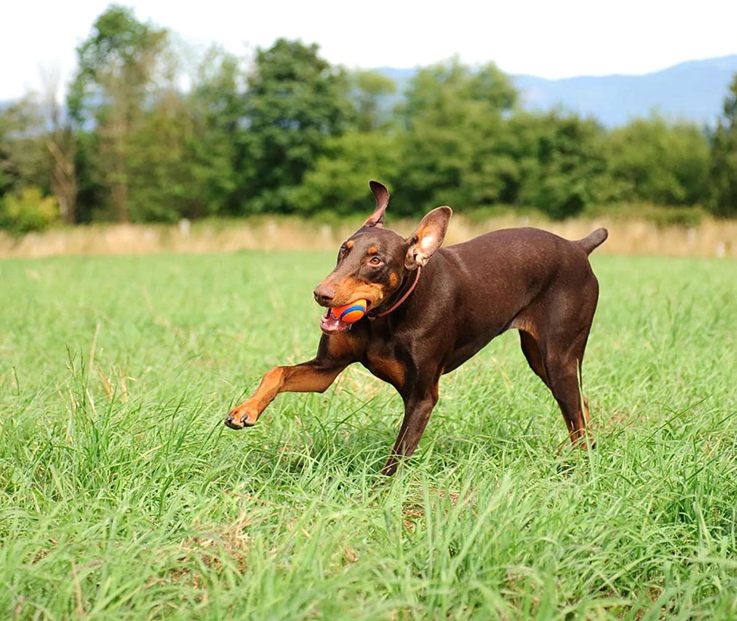 Juguete para perros Chuckit Ul - Indestructible Dog Chew Toy reseña y precio