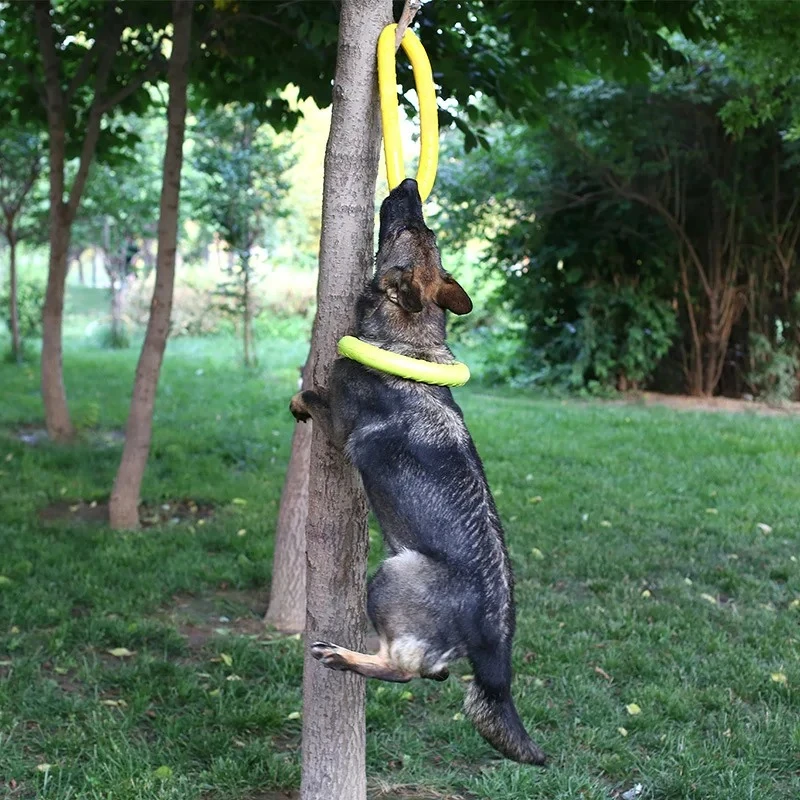 Discos voladores para perro, a - Flying Disc Dog Training Toy reseña y precio