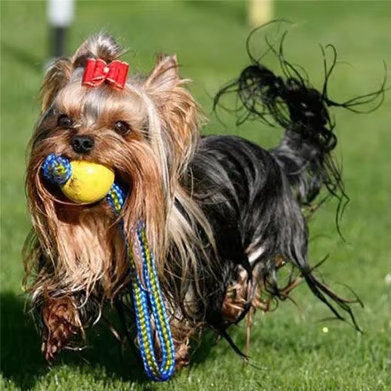 Juguete de Goma Indestructible - Indestructible Dog Chew Toy reseña y precio