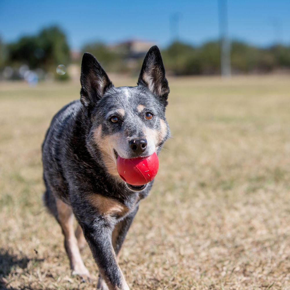 KONG Ball Dog Toy M/L - Indestructible Dog Chew Toy reseña y precio